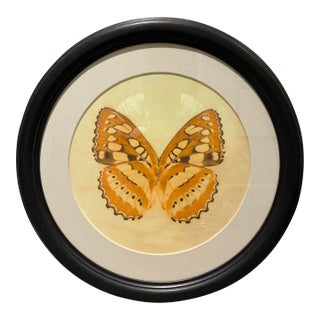 Natural Curiosities Orange & Cream Butterfly Round Framed Natural History Print For Sale