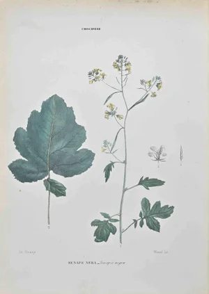Vincenzo Tenore, Black Mustard, Lithograph, 1870s