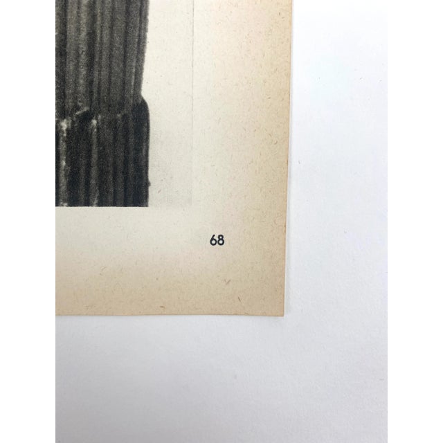 Photorealism 1930s Framed Botanical Blossfeldt Print - No. 68 For Sale - Image 3 of 5