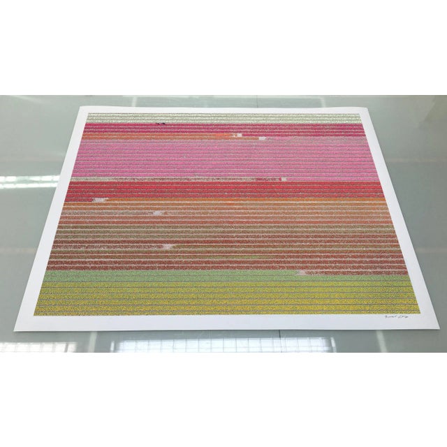 "AV_Tulip_Fields_035" Bigger Size a Contemporary Limited Edition Photograph by Bernhard Lang For Sale - Image 6 of 10