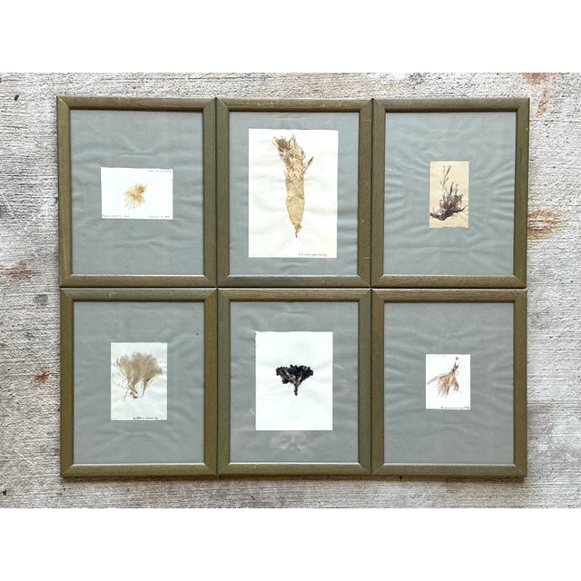 Vintage Pressed Specimen Plant Clippings - Set of 6 For Sale - Image 9 of 12