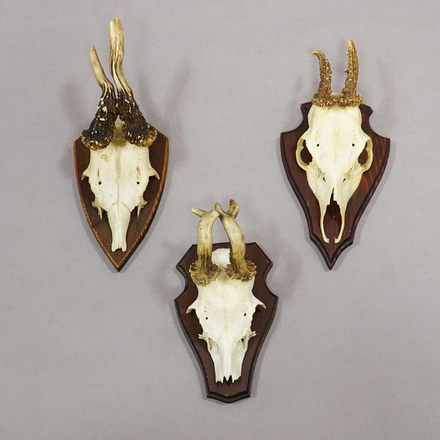 Vintage Set of Six Roe Deer Trophies on Wooden Plaques Germany Ca. 1960s For Sale - Image 6 of 9