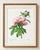 Peony by Pierre-Joseph Redouté, Vintage Botanical Art Print, 24" X 32" For Sale In Buffalo - Image 6 of 9