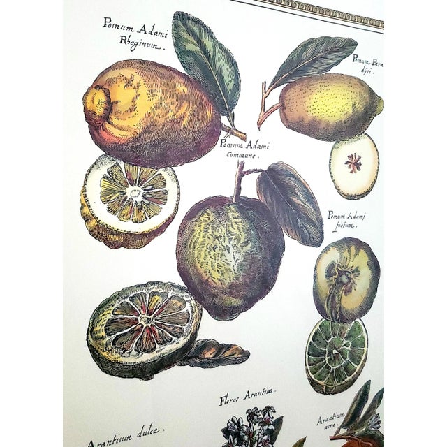 Prints Botanical Pair Framed For Sale - Image 12 of 16