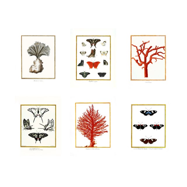 A selection from my French "Cabinet of Curiosities" prints featuring wonderfully illustrated specimens of Coral and...