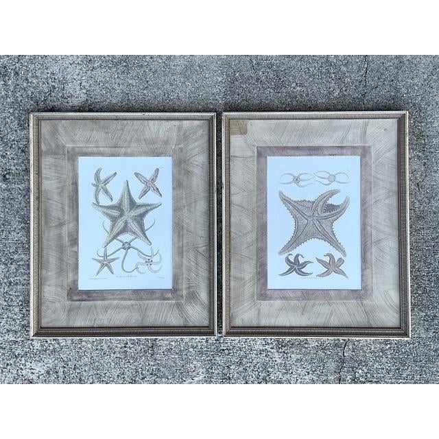 Wood Vintage John Richard Starfish Prints - Set of 2 For Sale - Image 7 of 12