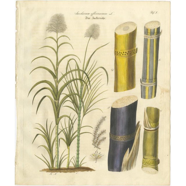 Antique Sugarcane Botanical Print, Saccharum officinarum, Hand Colored This finely executed botanical engraving depicts...