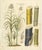 Antique Sugarcane Botanical Print, Saccharum officinarum, Hand Colored This finely executed botanical engraving depicts...