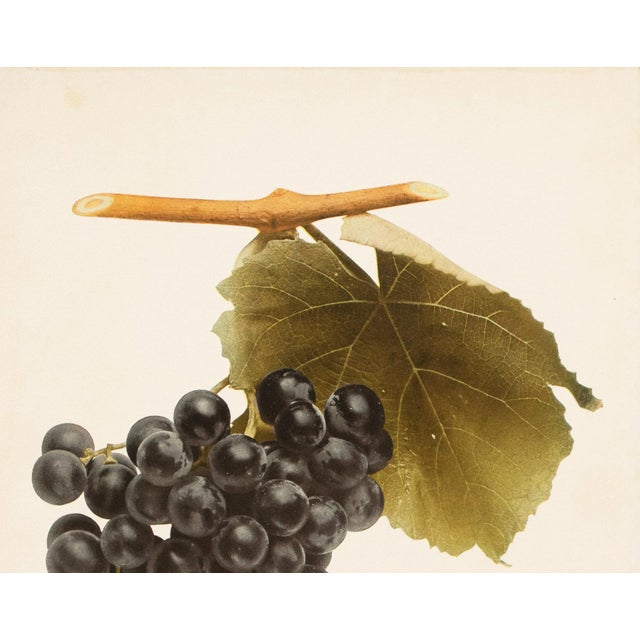 Farmhouse 1900s U. P. Hedrick, Original Antique Photogravure of Isabella Grapes For Sale - Image 3 of 7