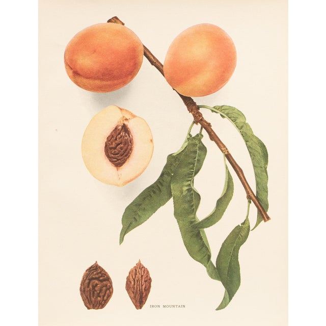 Paper 1900s U. P. Hedrick, Original Antique Photogravure of Iron Mountain Peaches For Sale - Image 7 of 7