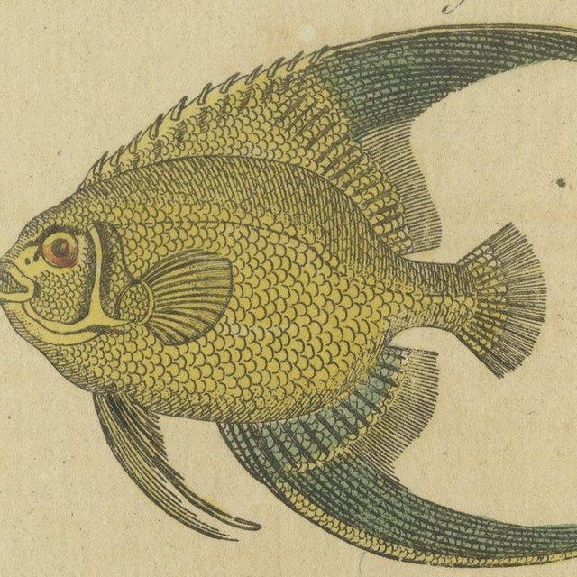 Bertuch, Angelfish, Butterflyfish and Moorish Idol, 1805, Print For Sale - Image 6 of 12
