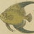 Bertuch, Angelfish, Butterflyfish and Moorish Idol, 1805, Print For Sale - Image 6 of 12