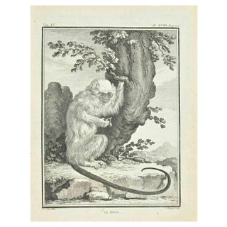Jean Charles Baquoy, Le Mico, Etching by Jean Charles Baquoy, 1771, 1800s, Etching For Sale