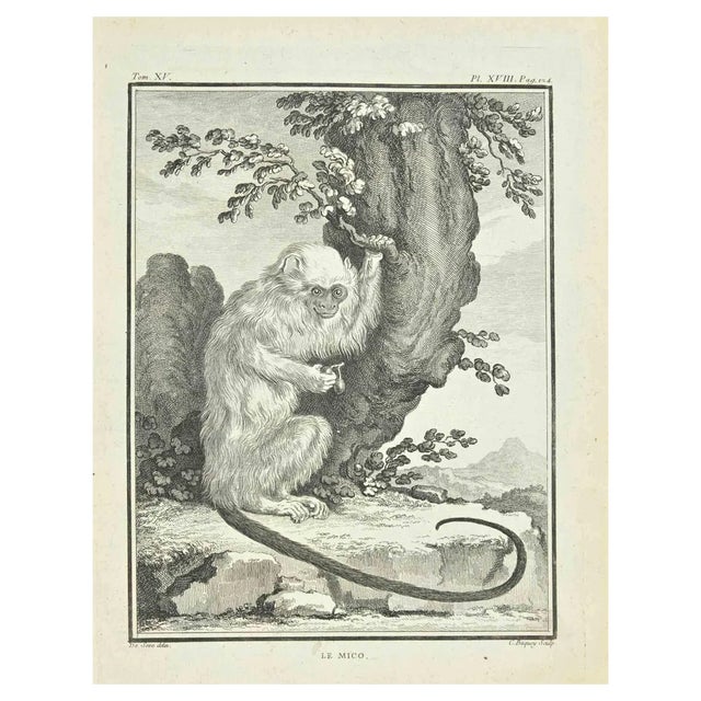 Jean Charles Baquoy, Le Mico, Etching by Jean Charles Baquoy, 1771, 1800s, Etching For Sale