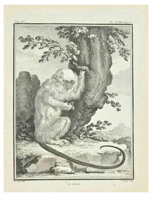 Jean Charles Baquoy, Le Mico, Etching by Jean Charles Baquoy, 1771, 1800s, Etching