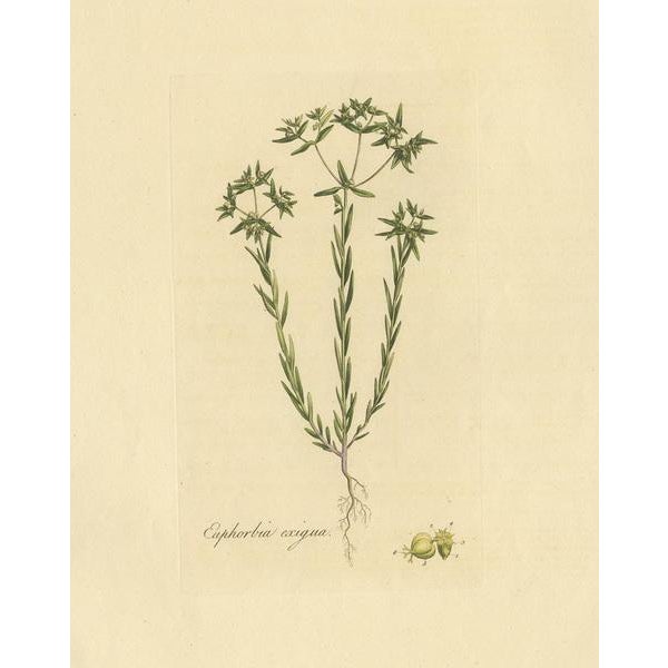 Antique botany print titled 'Euphorbia Exigua'. Hand colored engraving of euphorbia exigua, also known as dwarf spurge or...