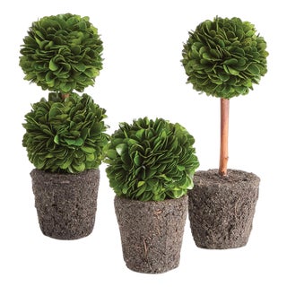 Boxwood Mini Topiary Drop-Ins, Set Of 3 For Sale