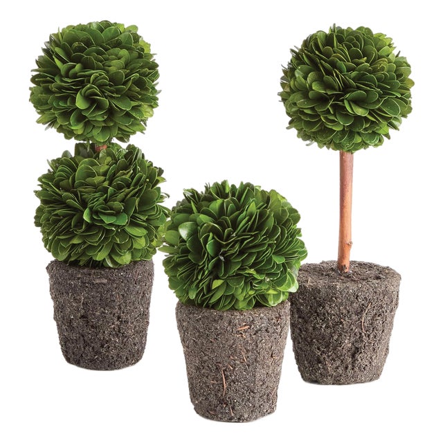 Boxwood Mini Topiary Drop-Ins, Set Of 3 For Sale
