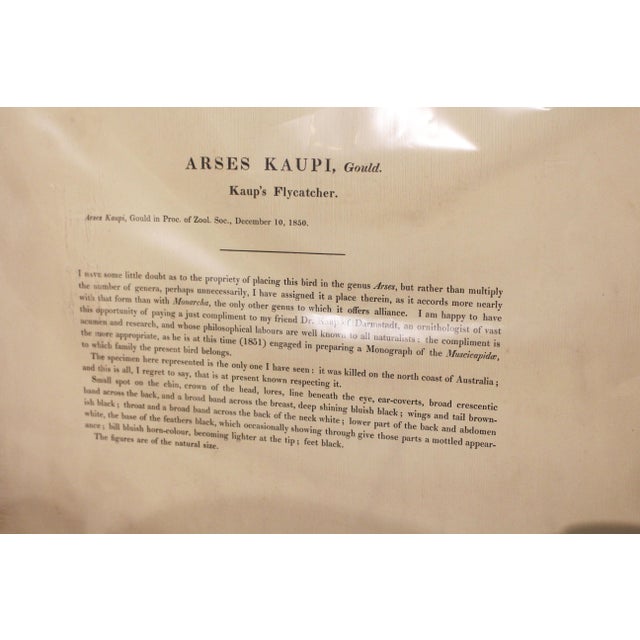 Tan 1970s English Framed Reproduction of Gould's Kaup's Flycatcher Lithograph For Sale - Image 8 of 9