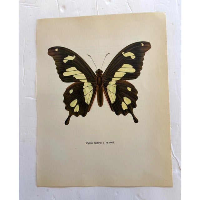 Up for sale is this gorgeous lithograph by F. Prochazka, published in Great Britain in 1965. It is in excellent, gently-...