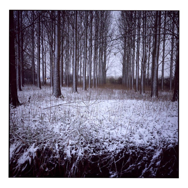 Paul Cooklin, Snowy Woodland, Beccles, Suffolk, Edition of 50 For Sale