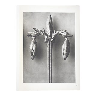 Vintage Modernist Botanical Photogravures By Karl Blossfeldt-Extreme Close-Ups Of Flora c.1942 For Sale