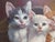 Realism 1950s Willi Franken Oil on Canvas Five Kittens For Sale - Image 3 of 9