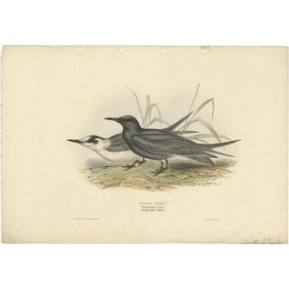 J. Gould, Black Tern, 1832, Paper For Sale