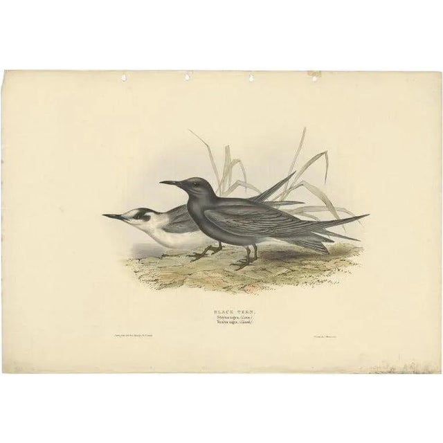J. Gould, Black Tern, 1832, Paper For Sale