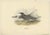 J. Gould, Black Tern, 1832, Paper For Sale
