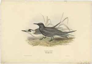 J. Gould, Black Tern, 1832, Paper