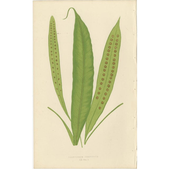 Fern Collection with English Species Names, 1856, Lithograph, Set of 10 For Sale - Image 4 of 14