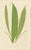 Fern Collection with English Species Names, 1856, Lithograph, Set of 10 For Sale - Image 4 of 14