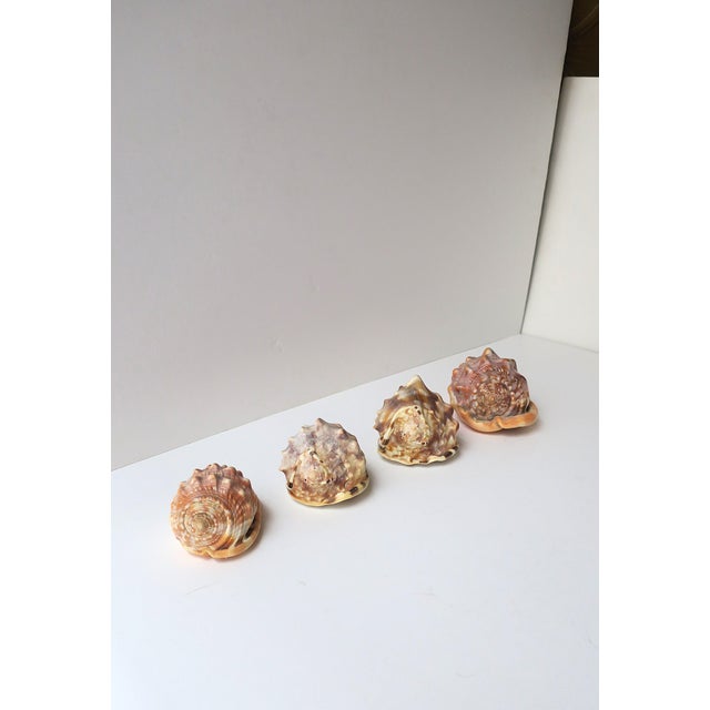 Seashells Natural, Set of 4 For Sale - Image 4 of 10
