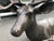 Metal Large Life-Size Reclining Stag Garden Sculpture in Bronzed Cast Aluminium For Sale - Image 7 of 9