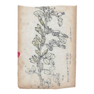 1960s Botanical Study by Japanese Artist For Sale
