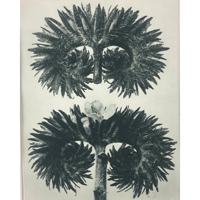 Exquisite photogravure from famed Urformen Der Kunst portfolio by Blossfeldt . Karl Blossfeldt (1865 - 1932) was a German...