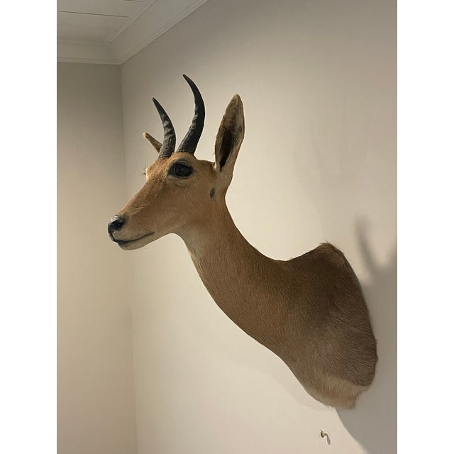 Rustic Late 20th Century Reedbuck Shoulder Mount Taxidermy Hunting Trophy For Sale - Image 3 of 12