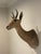 Rustic Late 20th Century Reedbuck Shoulder Mount Taxidermy Hunting Trophy For Sale - Image 3 of 12