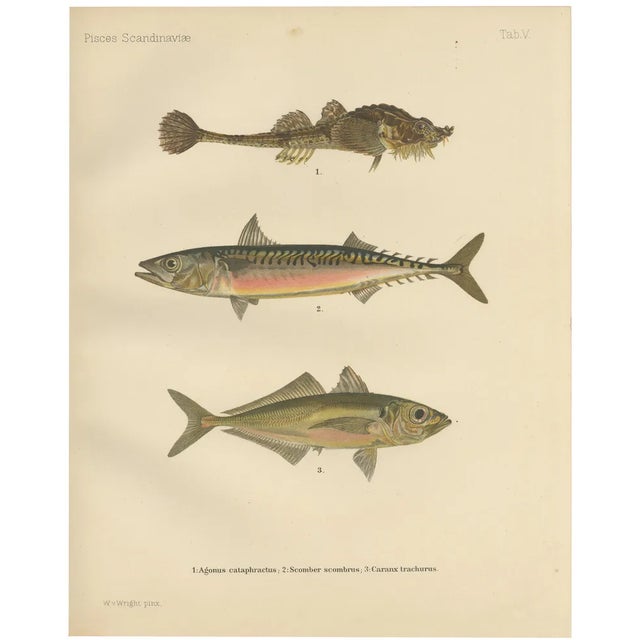 Armored Bullhead, 1895, Paper For Sale