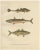 Armored Bullhead, 1895, Paper For Sale