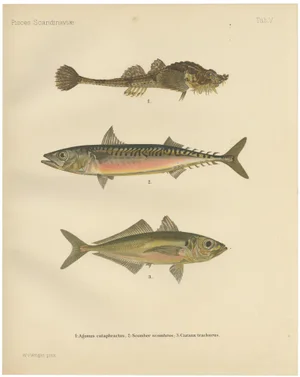 Armored Bullhead, 1895, Paper