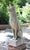 This pair of Pharaoh Hounds was created by Pennoyer Newman out of New York. Pennoyer Newman creates casts from originals...