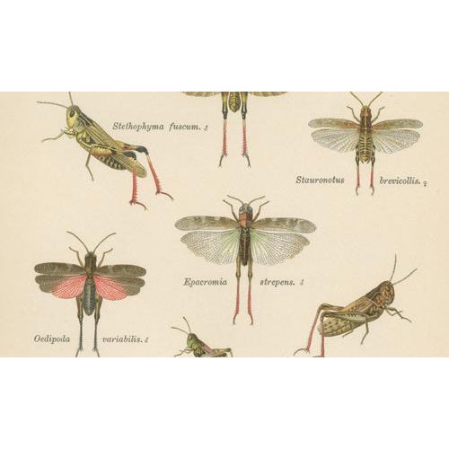 Richard Tümpel, Mantis, Stick Insects & Grasshoppers, 1908, Lithograph, Set of 3 For Sale - Image 11 of 12