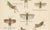 Richard Tümpel, Mantis, Stick Insects & Grasshoppers, 1908, Lithograph, Set of 3 For Sale - Image 11 of 12