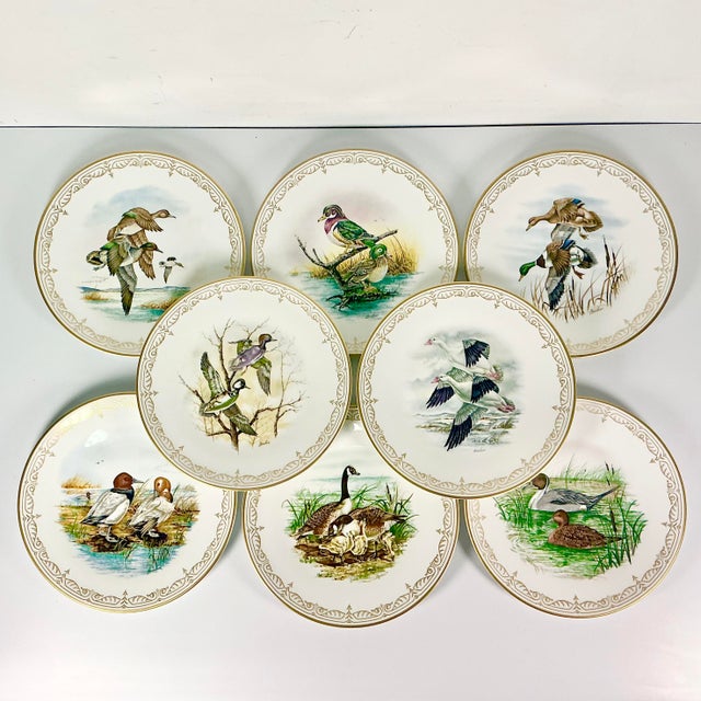 This is a magnificent collection of 8 English Bone China dinner plates with Water Fowl Birds of North American. The images...