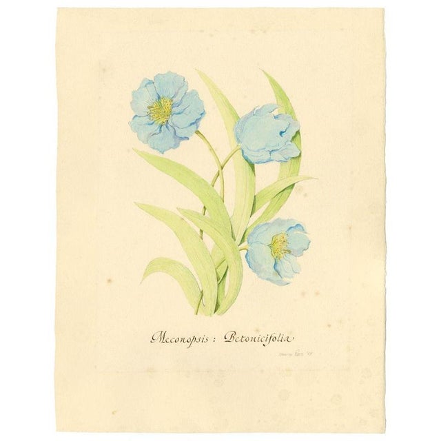 An original 1989 watercolour painting, Stanley Reece, Himalayan Blue Poppy Flower (Meconopsis: Betonicifolia).This large...