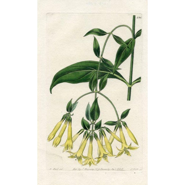 Original early-1800s hand colored engraving that appeared in "The Botanical Register", a British horticultural journal...