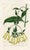 Original early-1800s hand colored engraving that appeared in "The Botanical Register", a British horticultural journal...