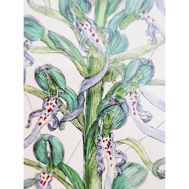 Orchids, 19th Century, Hand Coloured Print Montage For Sale - Image 5 of 18